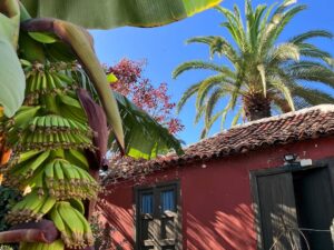 Visit a Banana Farm