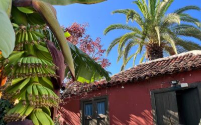 Visit a Banana Farm