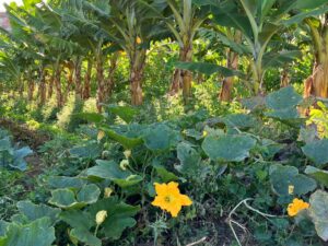 ¡BE plátano! El Tour más vitamina de Canarias