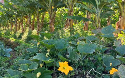 ¡BE plátano! El Tour más vitamina de Canarias